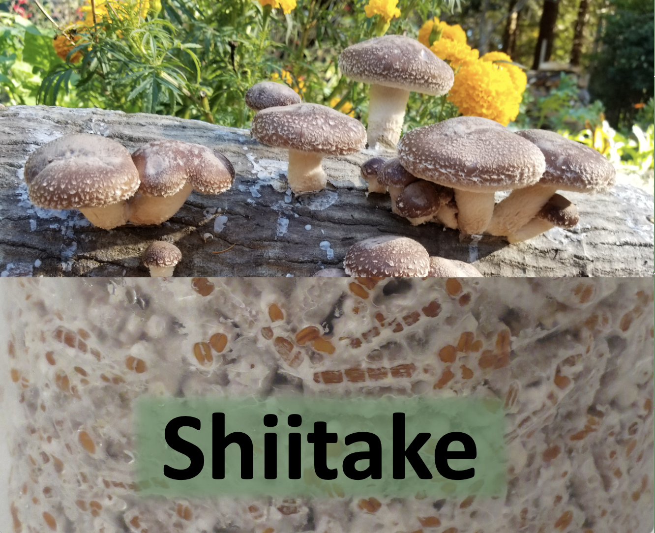 mushroomページ Montessori Parts of a Mushroom Puzzle | Montessori Botany